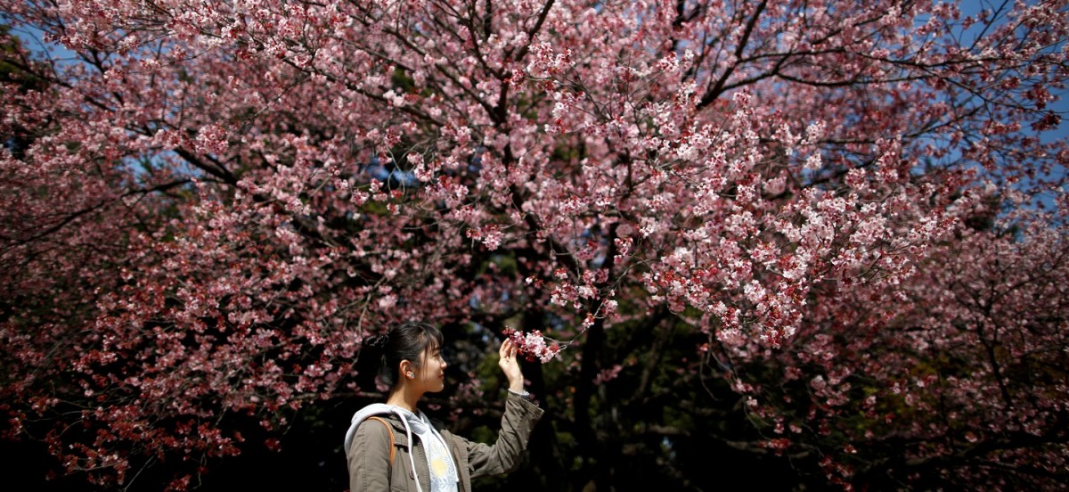 Best places to see cherry blossoms in Japan | Options, The Edge