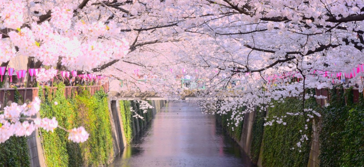 Vr Sakura Viewing: 360-degree Videos To Enjoy Japan’s Springtime 